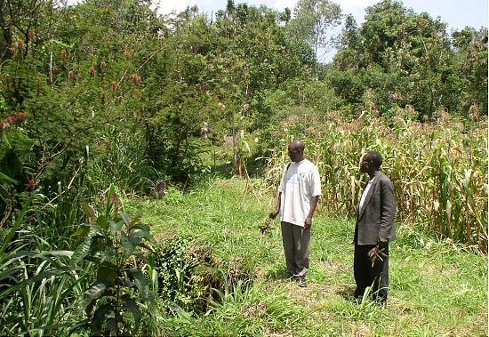 Picture: Oscar Oyalo's agroforestry farm