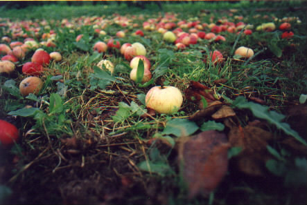jablka v trv